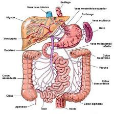 Aparato digestivo segmentado